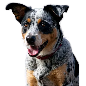 Happy Blue Heeler Png Ajp PNG Image