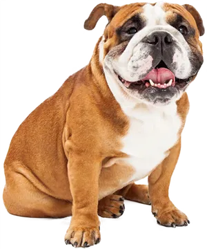 Happy Bulldog Sitting Transparent Background.png PNG Image