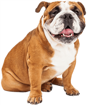 Happy Bulldog Sitting Transparent Background.png PNG image with transparent background