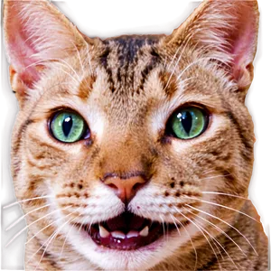 Happy Cat Face Png Cli PNG Image