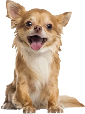 Happy Chihuahua Tongue Out PNG Image