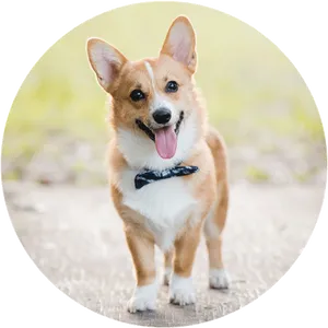 Happy Corgi Outdoors.jpg PNG Image