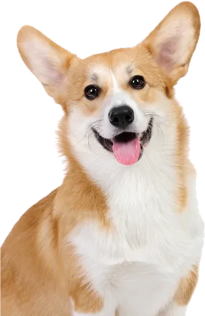 Happy Corgi Portrait PNG Image