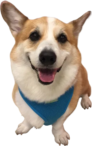 Happy Corgiin Blue Harness.png PNG Image