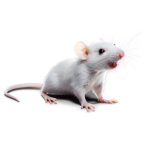 Happy Cute Rat Png 89 PNG Image