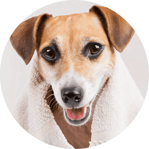 Bath Dog, HD Png Download PNG image with transparent background