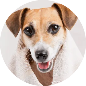 Happy Dog After Bath PNG Image