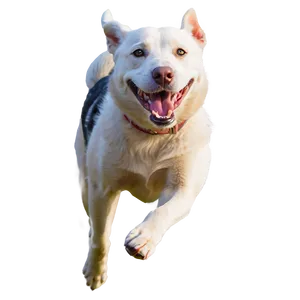 Happy Dog Running Png Ivs48 PNG Image