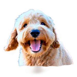 Happy Goldendoodle Face Png 06262024 PNG Image