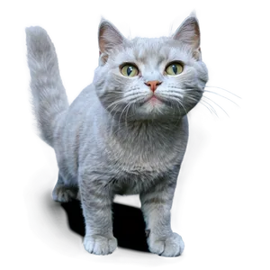 Happy Grey Cat Png Rpq PNG Image