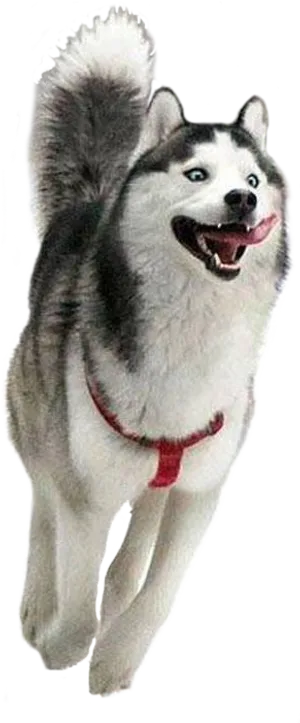 Happy Husky Joyful Run PNG Image