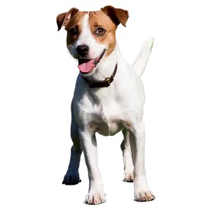 Happy Jack Russell Dog Png 06292024 PNG Image