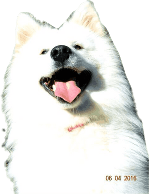 #dog #doglove #dogselfie #samoyeds #samoyed #samoyedsamojedewhite - Japanese Spitz, HD Png Download PNG