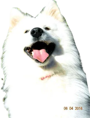 Happy Samoyed Dog Smiling PNG Image