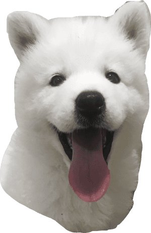 #samoyed #freetoedit - Dog Yawns, HD Png Download PNG