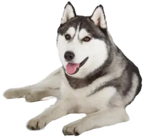 Happy Siberian Husky Lying Down PNG Image