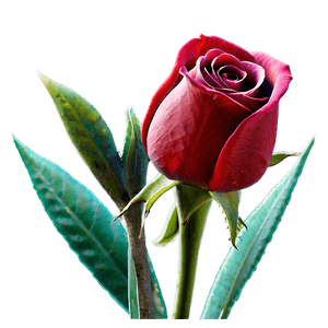 Happy Valentines Day Roses PNG pue72 PNG image with transparent background