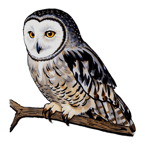 Harry's Owl Hedwig PNG evr PNG image with transparent background