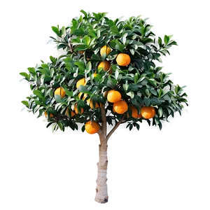 Harvest Ready Orange Tree Png Dfa PNG Image