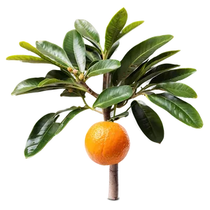 Harvest Ready Orange Tree Png Ine19 PNG Image