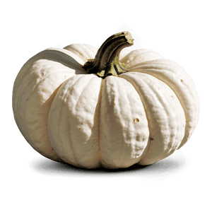 Harvest White Pumpkin PNG 06212024 PNG