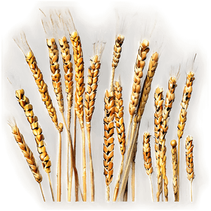 Harvested Wheat Stalks PNG 05252024 PNG image with transparent background