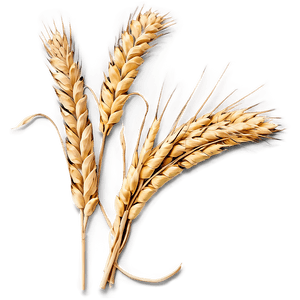 Harvested Wheat Stalks PNG 64 PNG image with transparent background