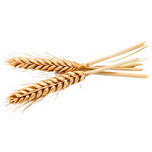 Harvested Wheat Stalks PNG mux PNG image with transparent background