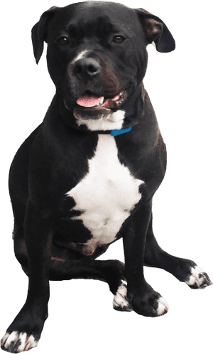 Harvey The Pitbull - Staffordshire Bull Terrier Png, Transparent Png PNG image with transparent background