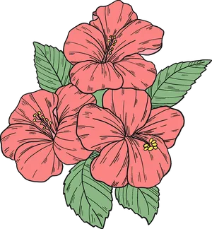 Hawaiian_ Hibiscus_ Flowers_ Illustration PNG Image