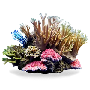 Hawaiian Islands Coral Reef Png Tsq PNG Image