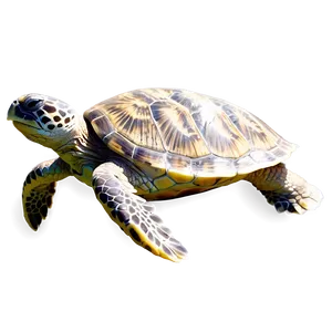 Hawaiian Islands Sea Turtle Encounter Png 91 PNG Image