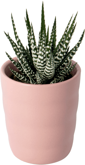 Flowerpot, HD Png Download PNG image with transparent background
