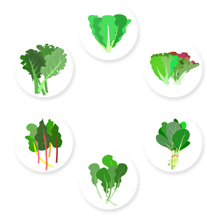 Different Types Of Leafy Vegetable, HD Png Download PNG with transparent background