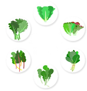 Healthy Leafy Greens Infographic PNG Image