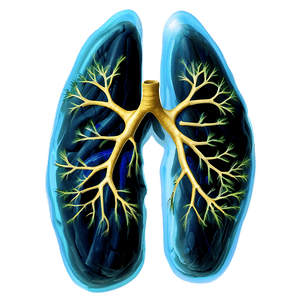 Healthy Lungs Illustration PNG 05232024 PNG image with transparent background