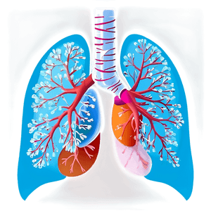 Healthy Lungs Illustration PNG gfn45 PNG image with transparent background