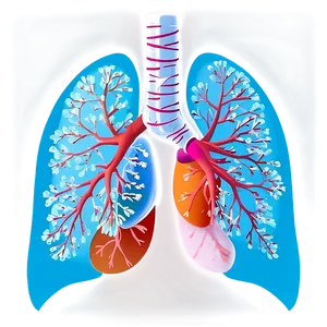 Healthy Lungs Illustration Png Gfn45 PNG Image