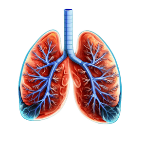 Healthy Lungs Illustration PNG tip PNG image with transparent background