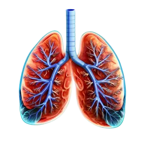 Healthy Lungs Illustration Png Tip PNG Image