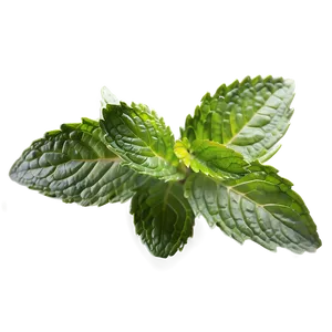 Healthy Mint Leaves Png Gsr PNG Image