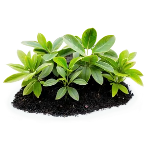 Healthy Small Plant Png Hbo PNG Image