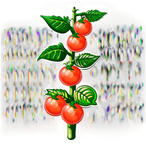 Healthy Tomato Plant PNG bne53 PNG