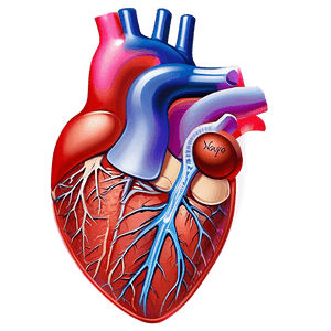 Heart Anatomy Art PNG 06202024 PNG