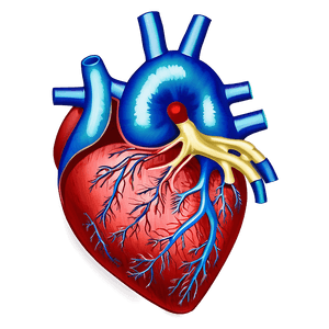 Heart Anatomy Art PNG 79 PNG