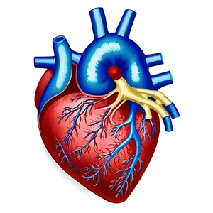 Heart Anatomy Art Png 79 PNG Image