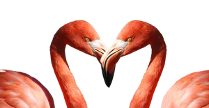 Heart Shaped Flamingo Heads PNG Image