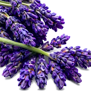 Heartwarming Lavender Png Mob45 PNG Image