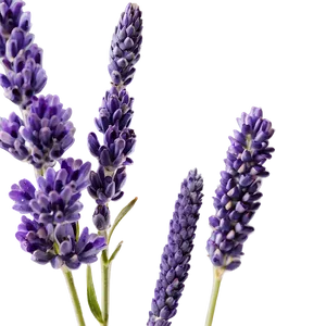 Heather And Lavender Mix Png Eqw PNG Image