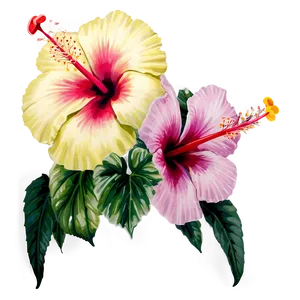 Heavenly Hibiscus Png 50 PNG Image